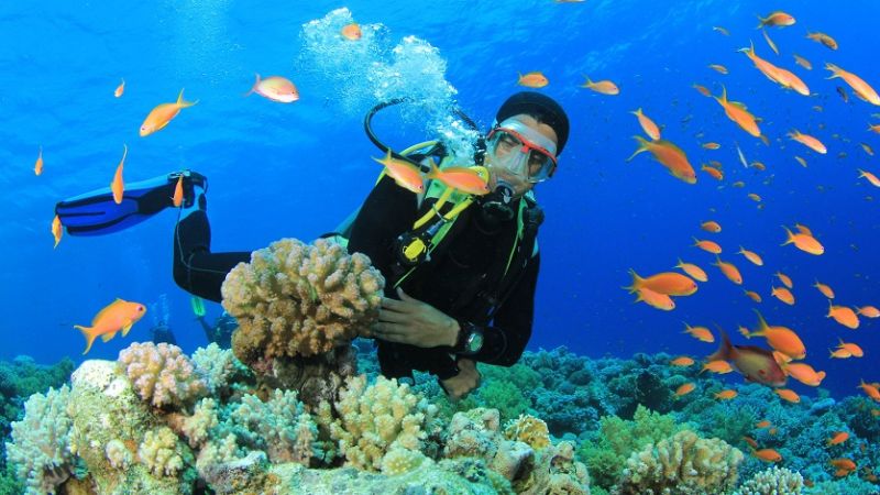 Tour Đà Nẵng 1 Ngày: Lặn Ngắm San Hô Bãi Nam Sơn Trà