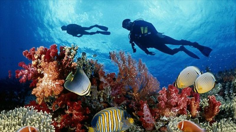 Tour Đà Nẵng 1 Ngày: Lặn Ngắm San Hô Bãi Nam Sơn Trà 4